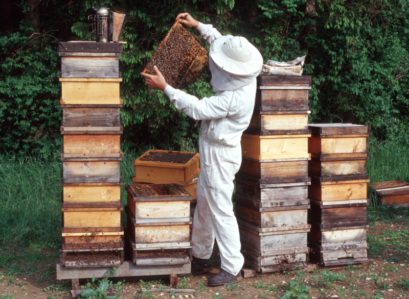 Imker Bienen Honig