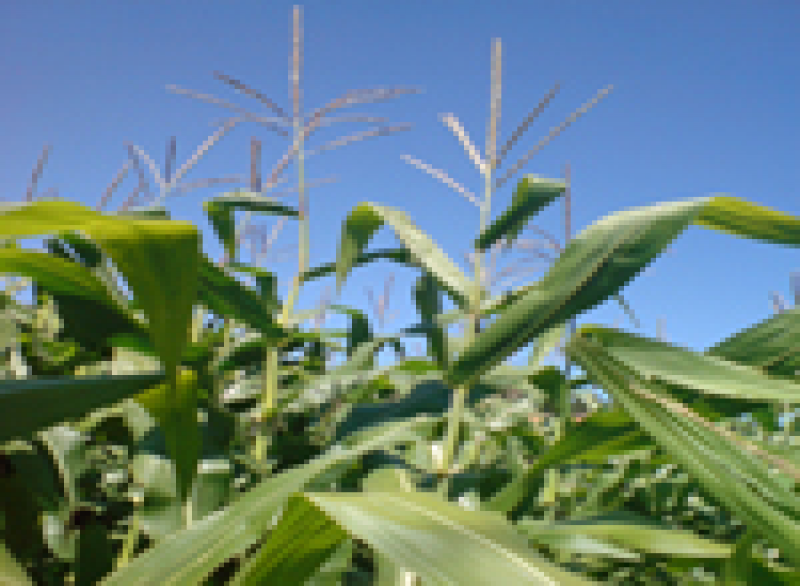 Maispflanze blauer Himmel Trockenheit