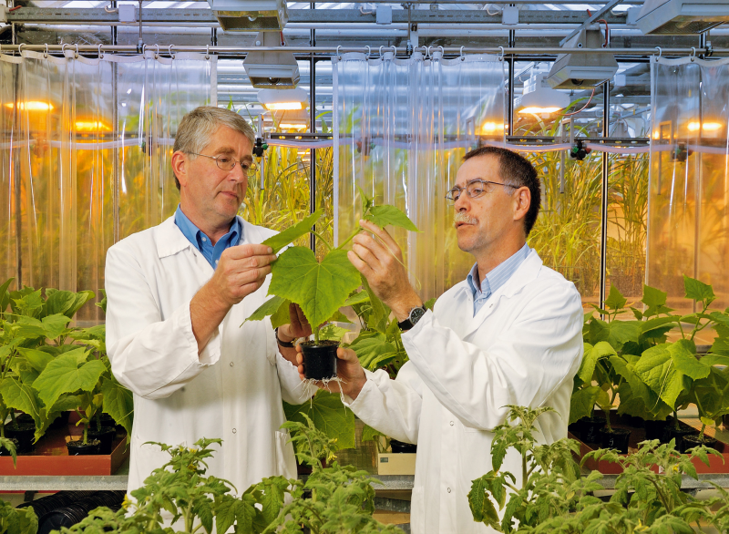 Bayer Cropscience Lizenzabkommen mit Monsanto