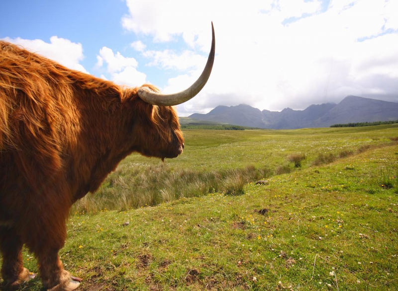 Schottland Hochlandrind Highland Cattle