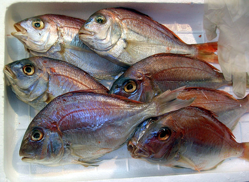 日本はパリパリの魚を食用として許可する
