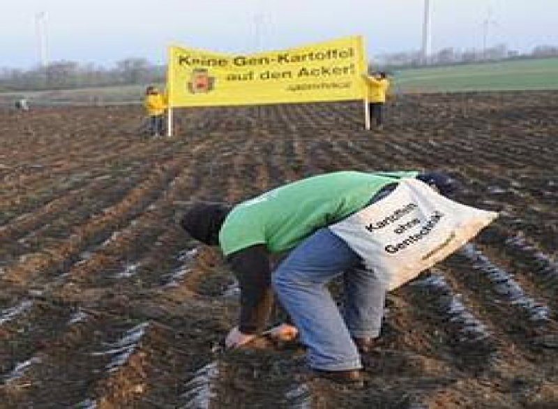 Greenpeace pflanzt Kartoffel auf Acker in Bütow