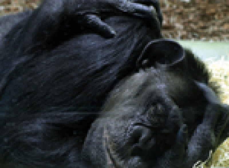 Schimpanse Affe gentechnisch verändert Patent