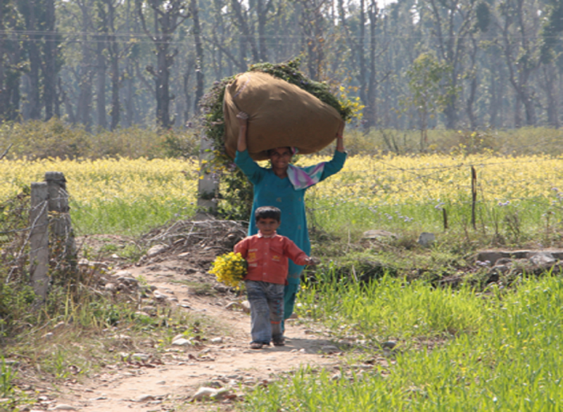 Indien Kleinbauern Frauen Landwirtschaft Entwicklung