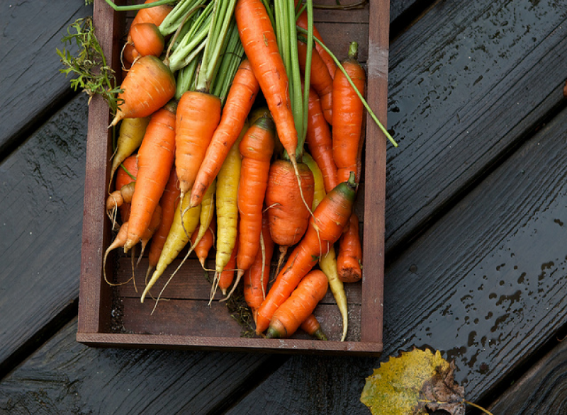 Karotten Gemüse Lebensmittel