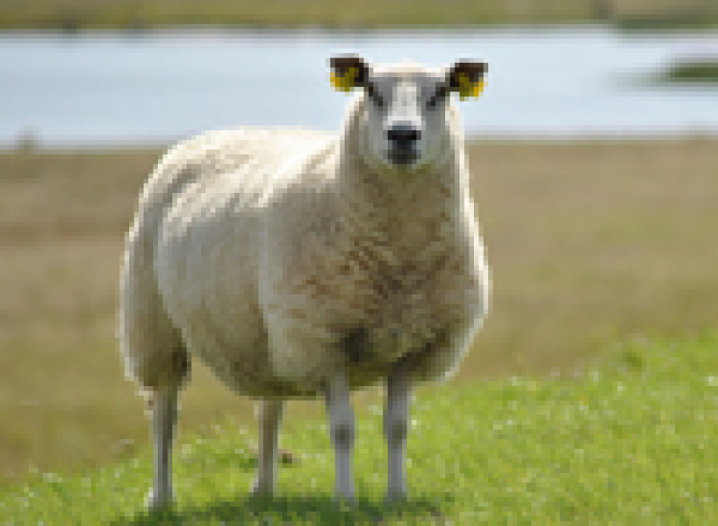 Schaf Leuchtschaf