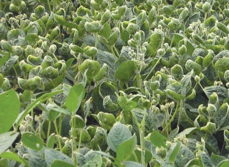 Sojapflanzen mit Dicamba-Schäden — Soybeans showing the cupped leaves which are a symptom of dicamba injury. (Photo: U of A System Division of Agriculture; http://bit.ly/2isaTx4; https://creativecommons.org/licenses/by-nc/2.0/)