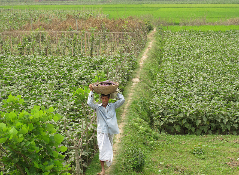 Bangladesch Auberginen