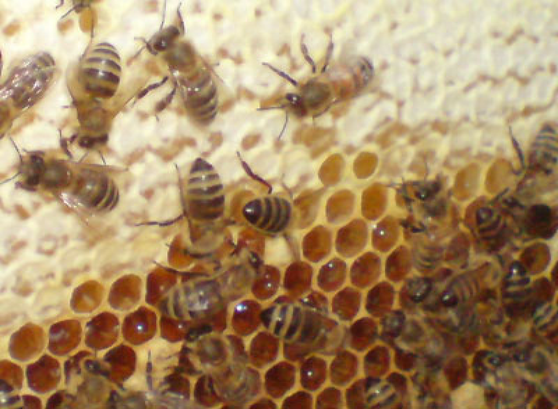 Bienenwaben hell