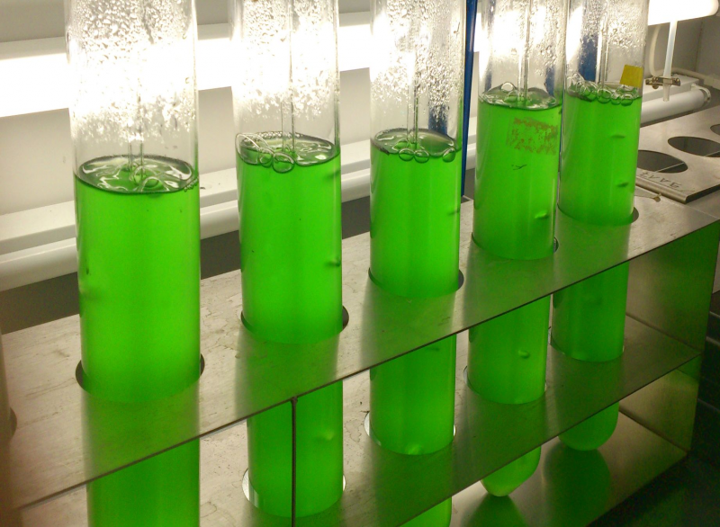 Cyanobakterien im Labor. Foto: Klaus Brilisauer