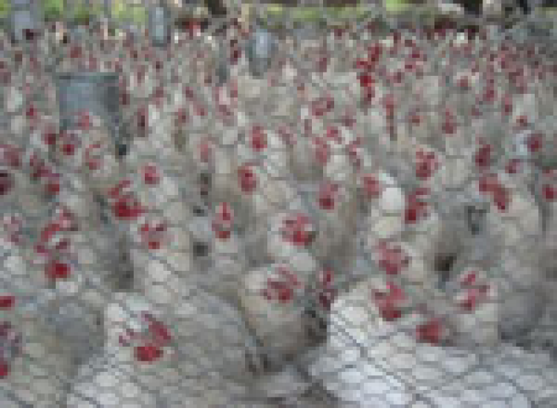 Massentierhaltung Hühner