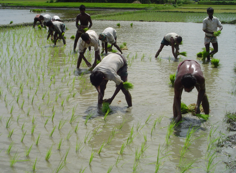 Reis Bangladesch