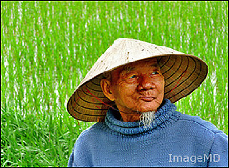 Vietnam Reis Bauer