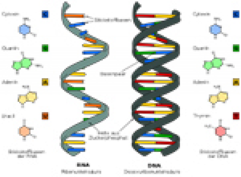 DNA RNA Studie zu dsRNA in Gentechnik Pflanzen