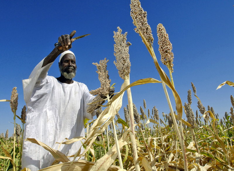 Agrarinvestitionen in Afrika: