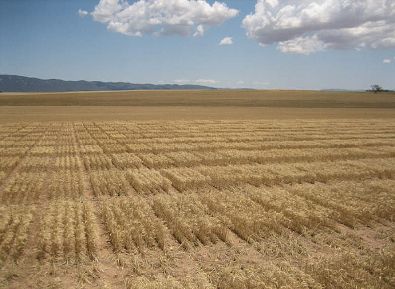 Wheat Initiative Weizen