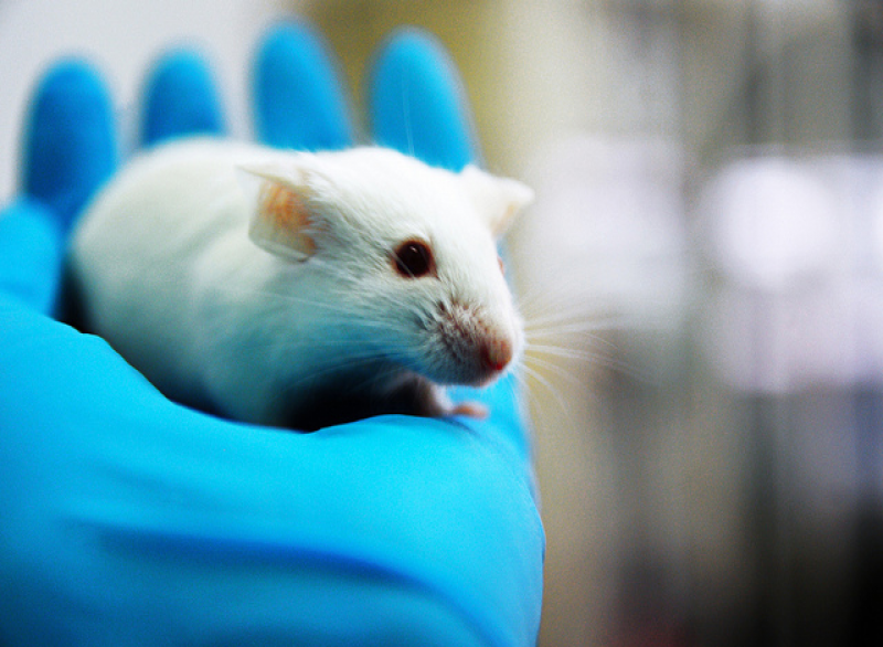 Maus Mäuse Labor Tierversuch