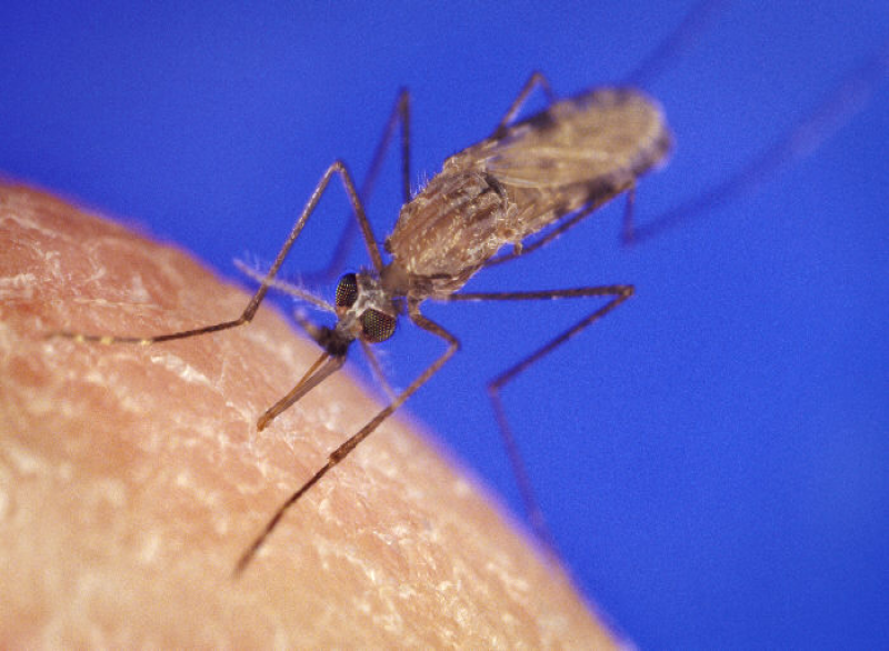 Moskito Mücke Insekten Malaria
