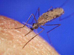 Moskito Mücke Insekten Malaria