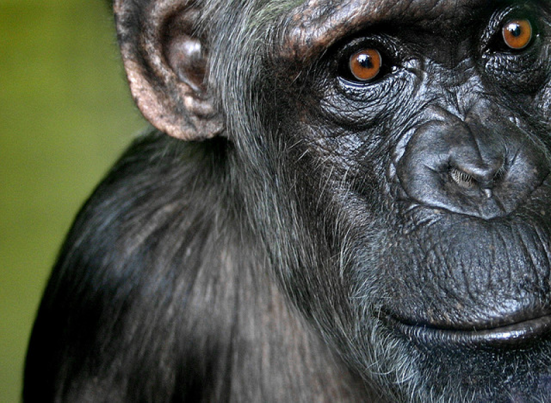 Schimpanse Affe