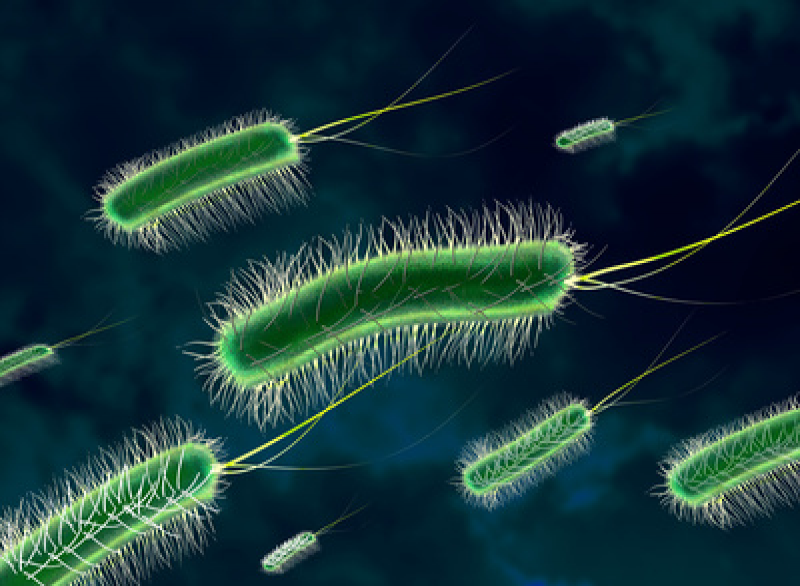 Bakterien Antibiotika-Resistenz