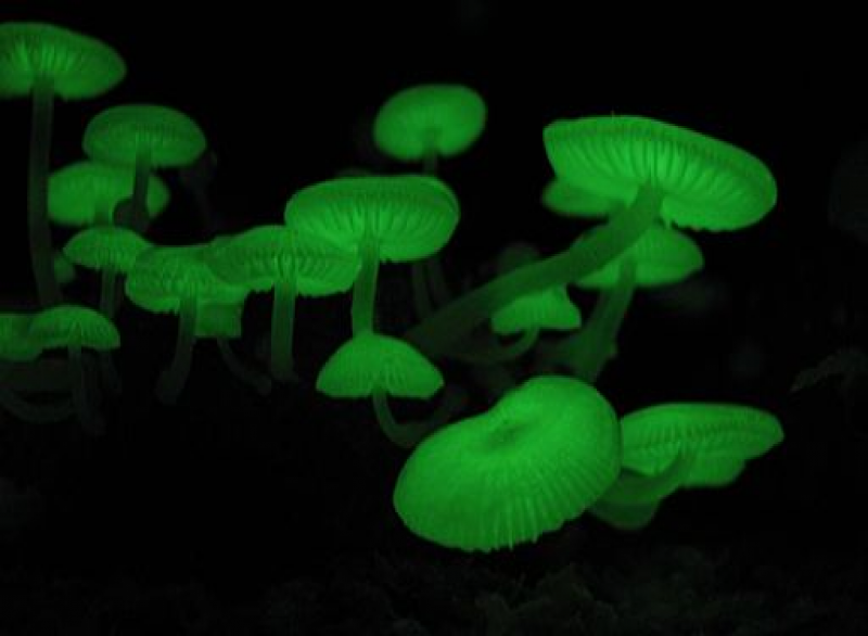 Leuchten biolumineszenz