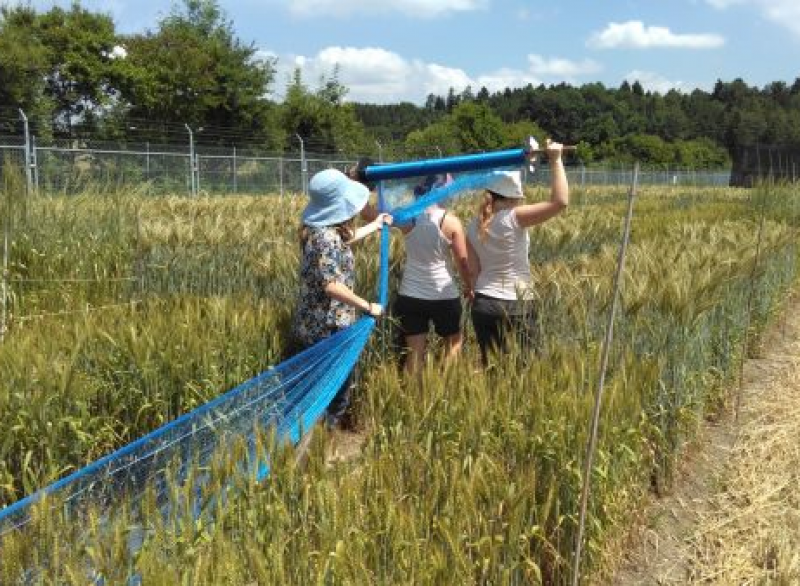 Forscherinnen spannen Schutznetze über die "Protected Site" in der Schweiz. Foto: Agroscope 