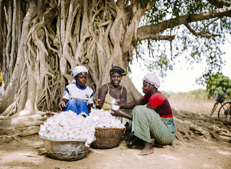 Baumwolle Burkina