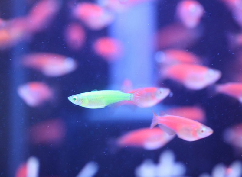 Leuchtfisch Fisch Glofish
