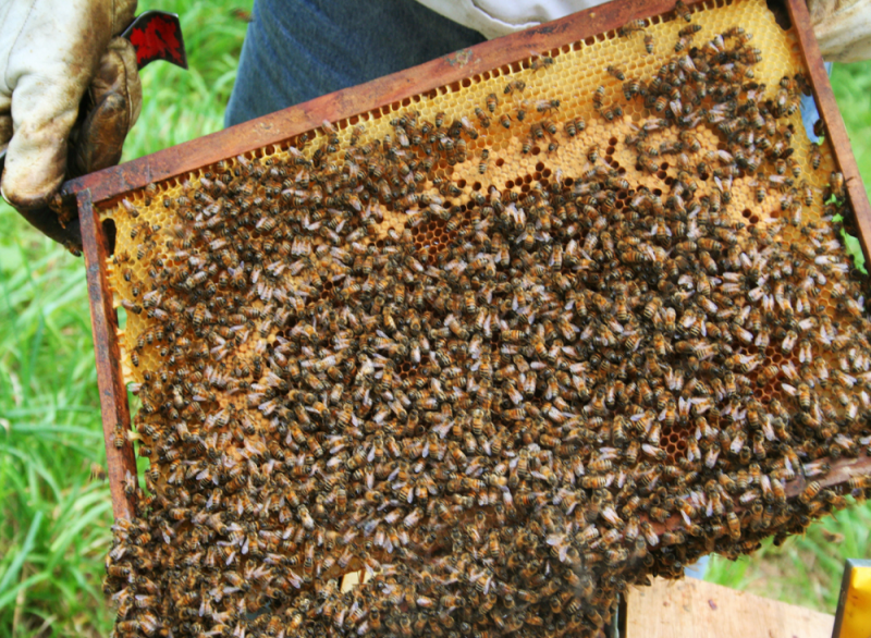 Imker Bienen
