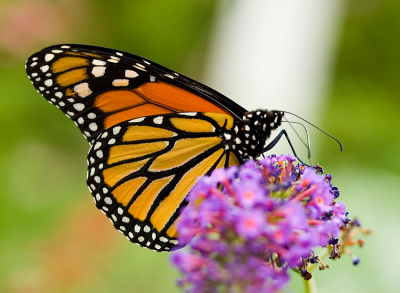 Monarchfalter Schmetterling