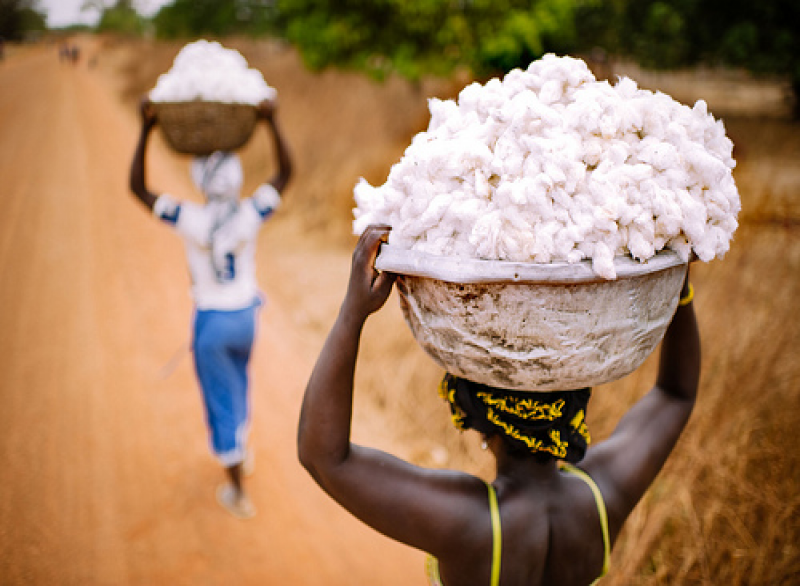 Baumwolle Burkina Faso Afrika CC [bei Verwendung Email an CIFOR]