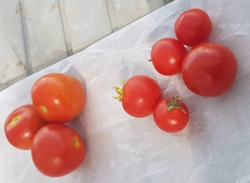 Die fünf Tomaten rechts sind mittels Gentechnik mit Vitamin D angereichert. Foto: John Innes Centre