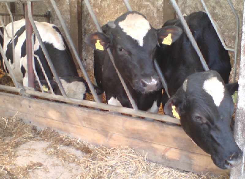 Kühe im Stall Futtermittel 