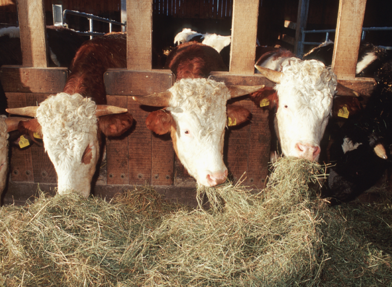 Kühe Futter Futtermittel Stall