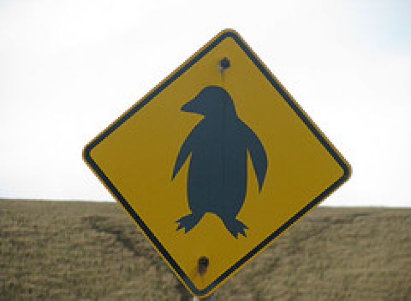 Tasmanien Tasmania Pinguin